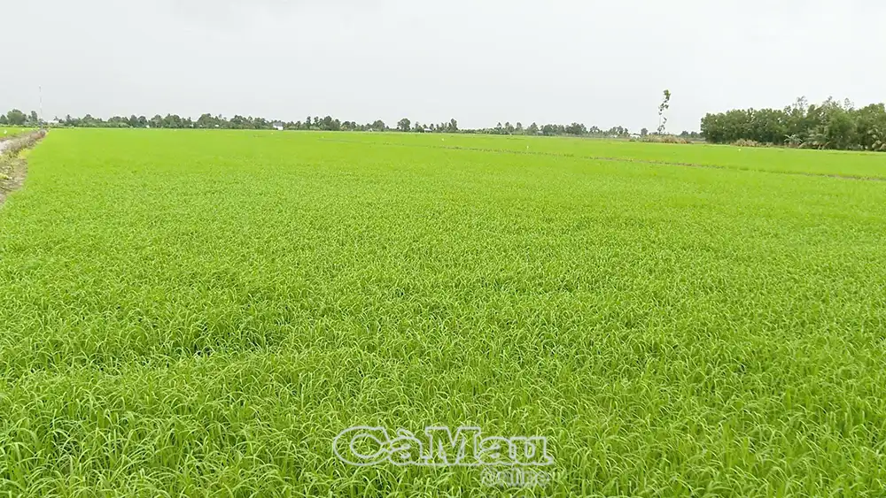 Hướng đến nền nông nghiệp hiện đại, bền vững