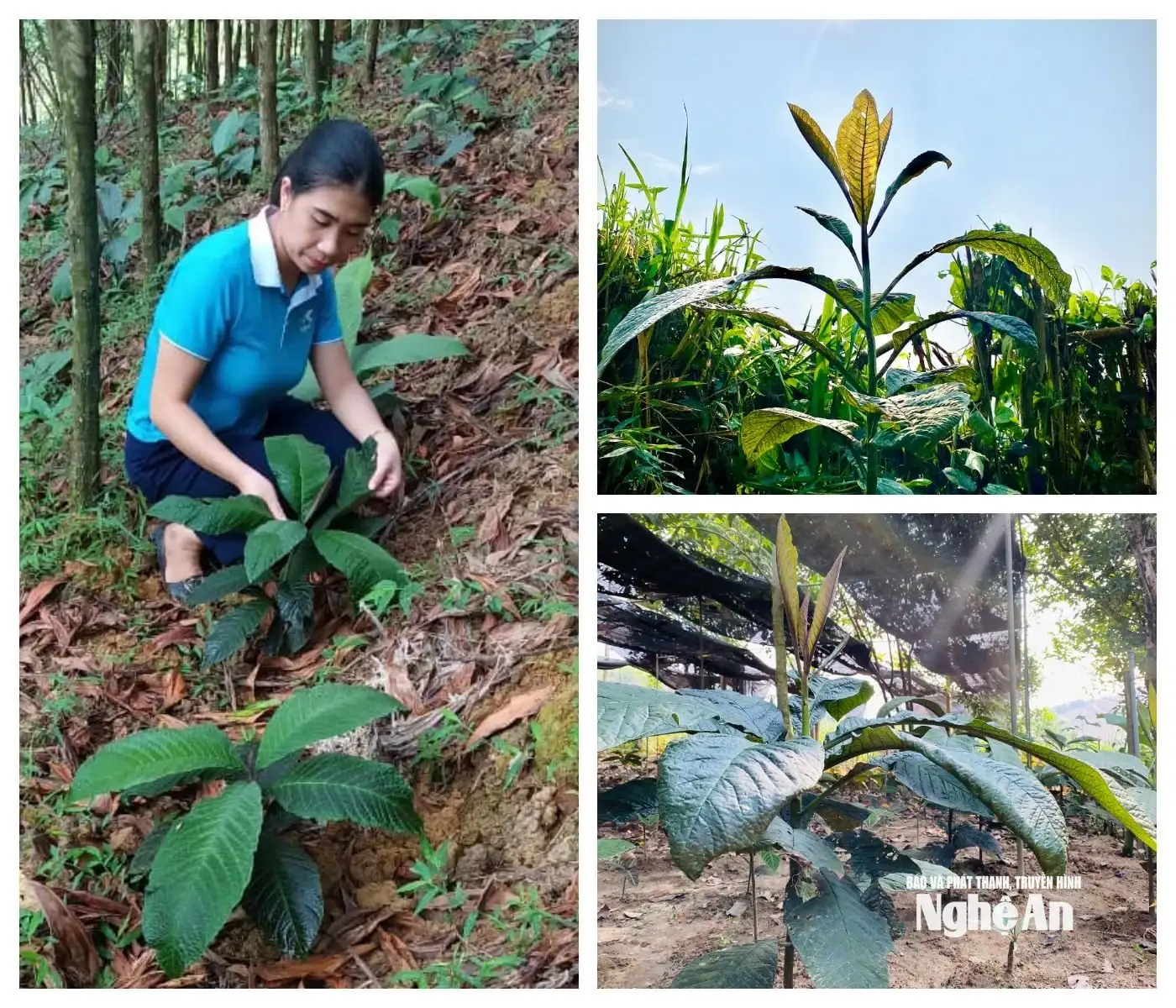 Hướng sinh kế xanh nơi đại ngàn Nghệ An