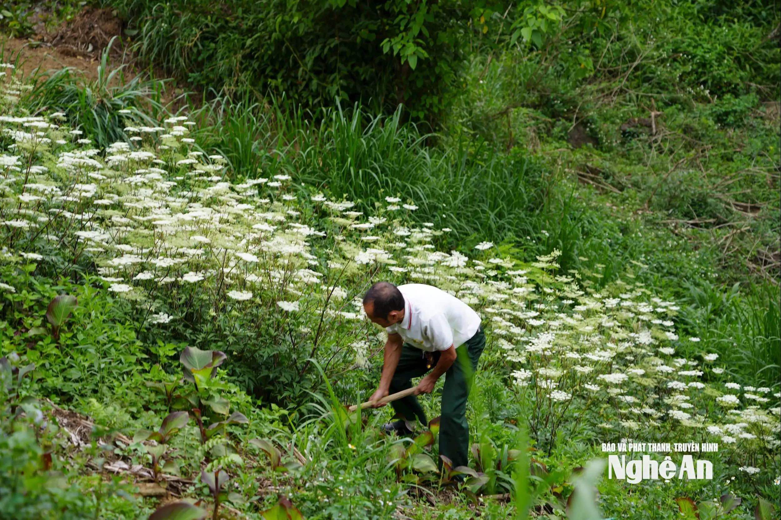 Hướng sinh kế xanh nơi đại ngàn Nghệ An