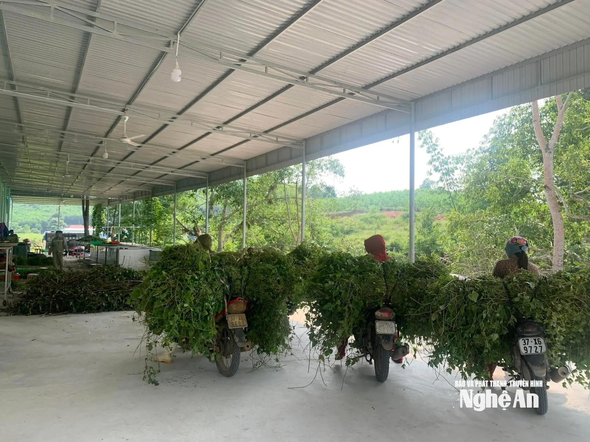 Hướng sinh kế xanh nơi đại ngàn Nghệ An