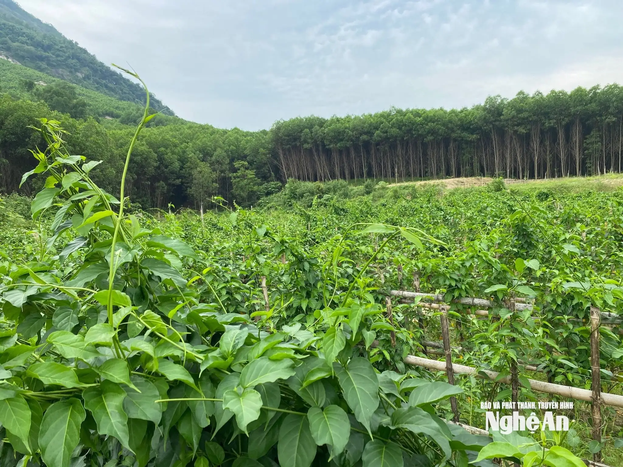 Hướng sinh kế xanh nơi đại ngàn Nghệ An