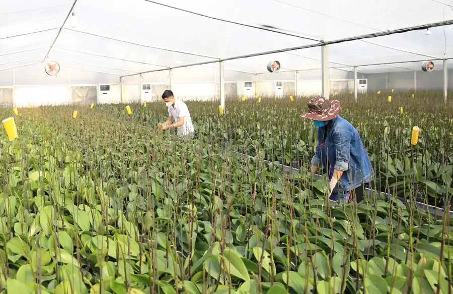 Hướng tới xây dựng nông thôn hiện đại