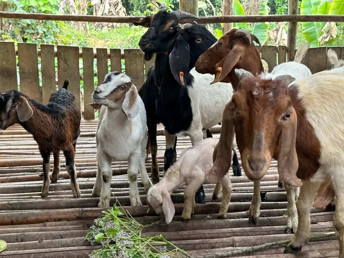 Khi chính sách thoát nghèo đến đúng người dân cần được giúp đỡ