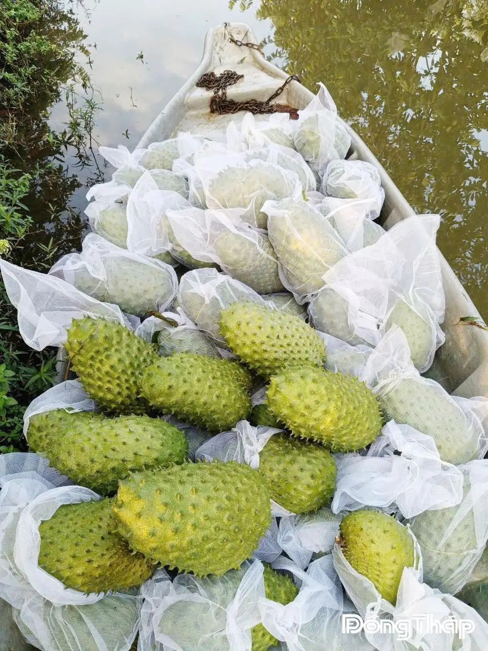 Khởi nghiệp, nâng tầm nông sản Việt