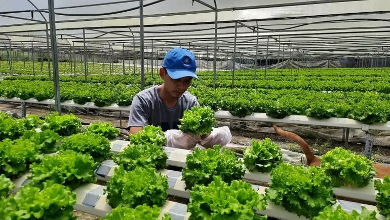 Lan tỏa từ phong trào nông dân sản xuất, kinh doanh giỏi