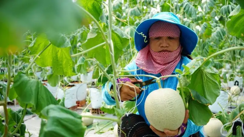 Lan tỏa từ phong trào nông dân sản xuất, kinh doanh giỏi