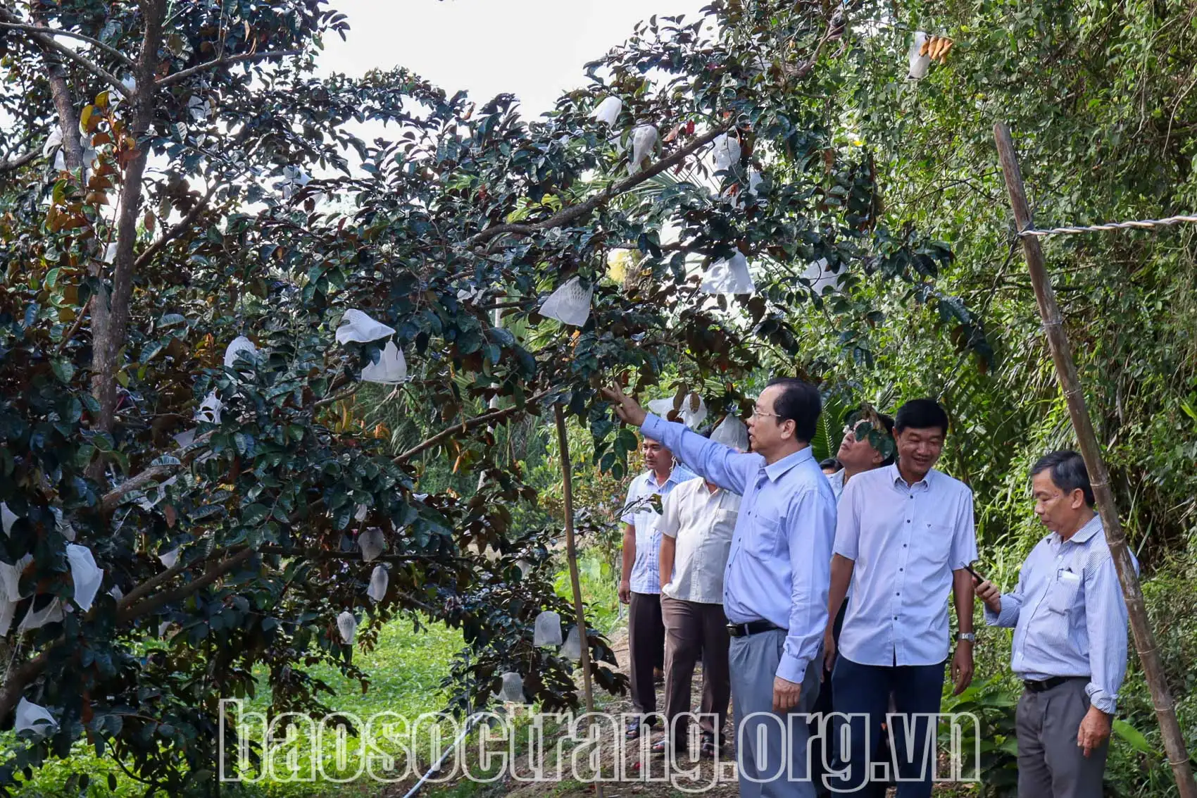 Loại quả ngon mọng sữa này trồng ở Sóc Trăng, trái quá trời, bán thành công sang Mỹ