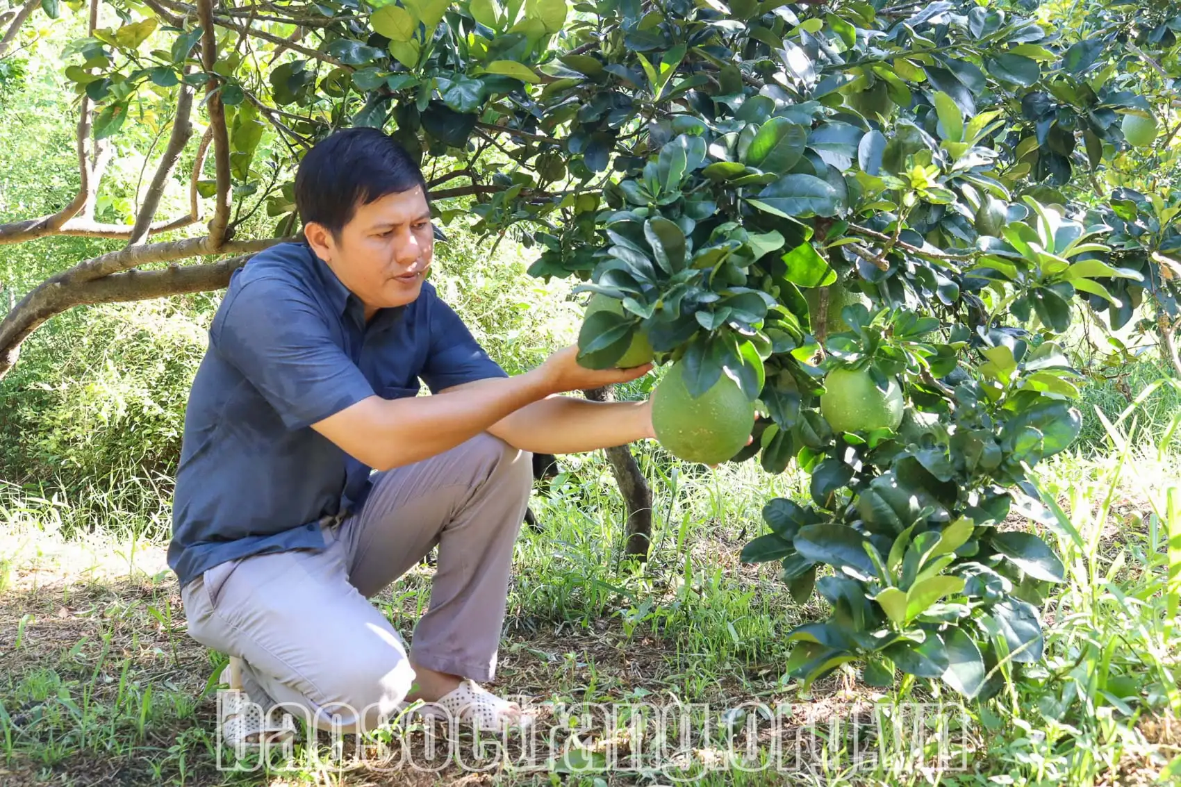 Loại quả ngon mọng sữa này trồng ở Sóc Trăng, trái quá trời, bán thành công sang Mỹ