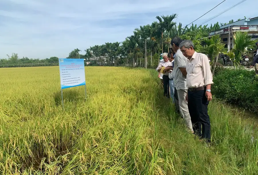 Mở rộng mô hình lúa hữu cơ, hướng đến sản xuất bền vững