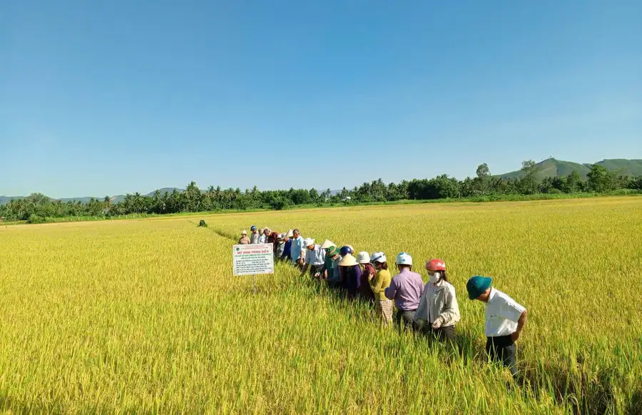 Mở rộng mô hình lúa hữu cơ, hướng đến sản xuất bền vững