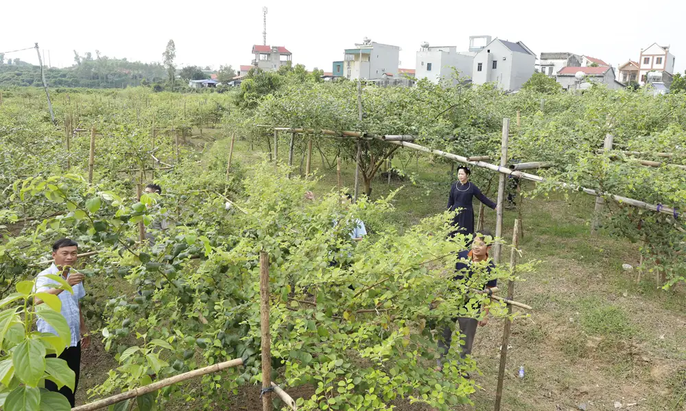Một xã miền núi của tỉnh Bắc Ninh có 190ha trồng loại cây cho thứ quả nhìn là ứa nước miếng, năm nay chắc thu 200 tỷ