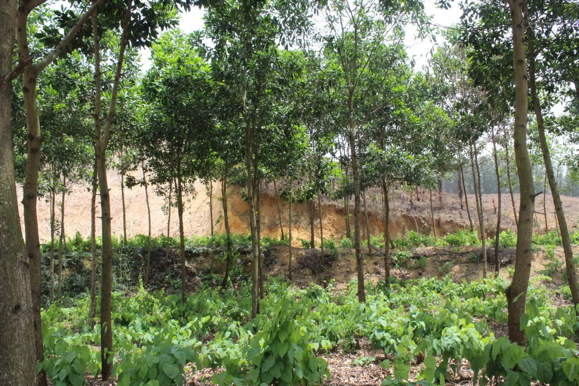 Nâng tầm cây bồ khai Lạng Sơn đạt chuẩn OCOP 4 sao