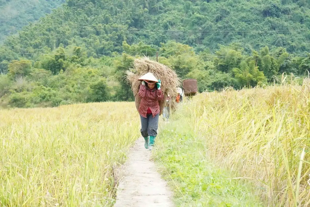 Nếp Cay Nọi – Hướng đi giảm nghèo bền vững ở Quang Chiểu