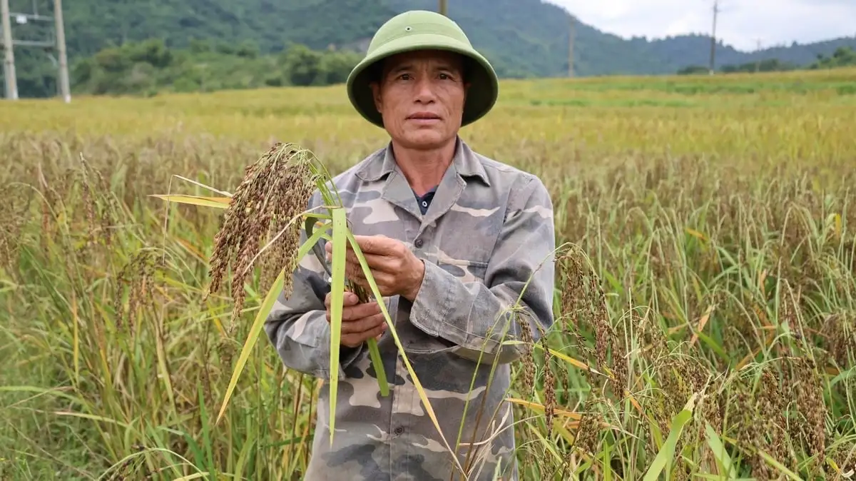 Nếp Cay Nọi – Hướng đi giảm nghèo bền vững ở Quang Chiểu