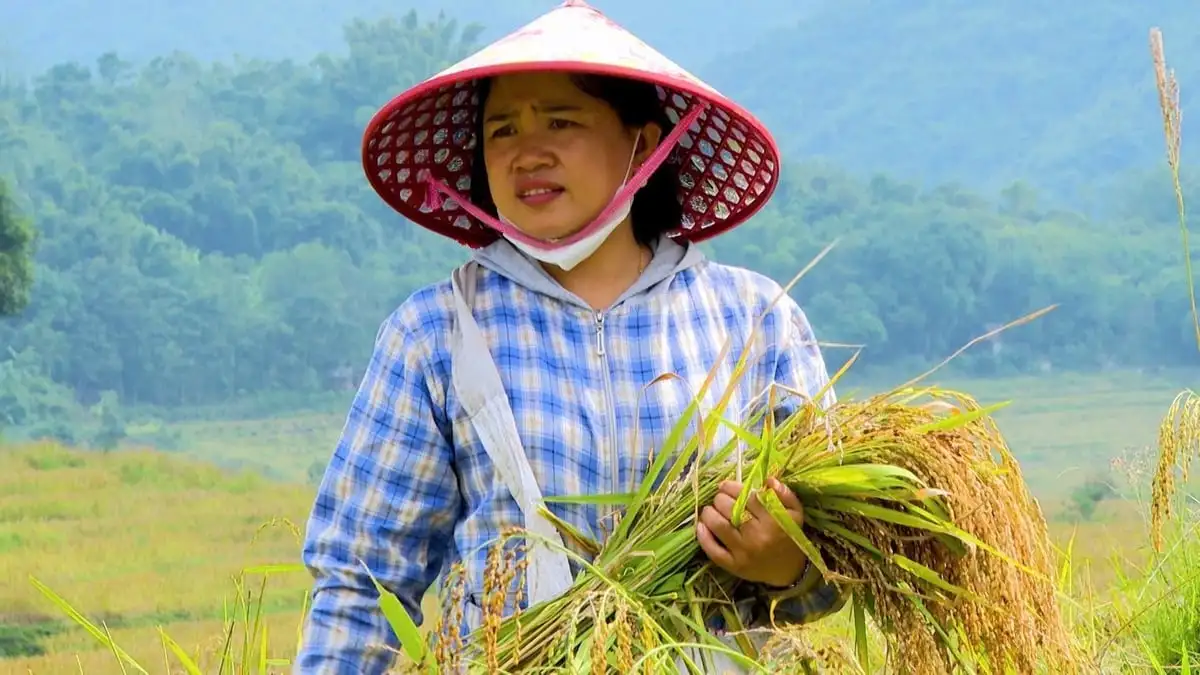 Nếp Cay Nọi – Hướng đi giảm nghèo bền vững ở Quang Chiểu