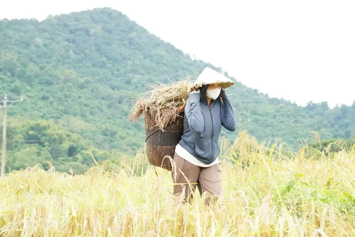 Nếp Cay Nọi – Hướng đi giảm nghèo bền vững ở Quang Chiểu