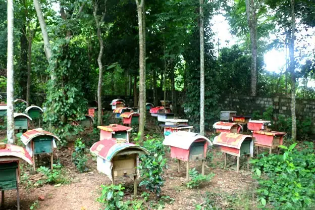 Nghề nuôi ong Nghĩa Đồng, Nghệ An: Từ tự phát đến xây dựng thương hiệu OCOP