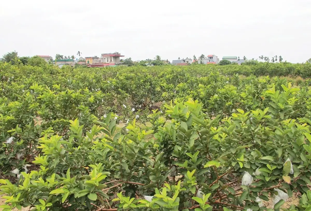 Người dân Hà Nam nâng cao thu nhập nhờ trồng ổi