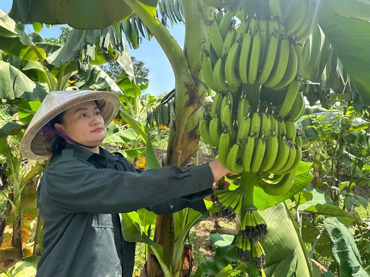 Người phụ nữ Dao làm giàu nhờ chuối tiêu hồng