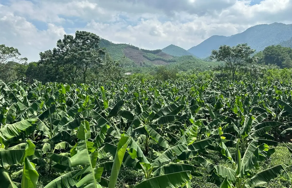 Người phụ nữ Dao làm giàu nhờ chuối tiêu hồng