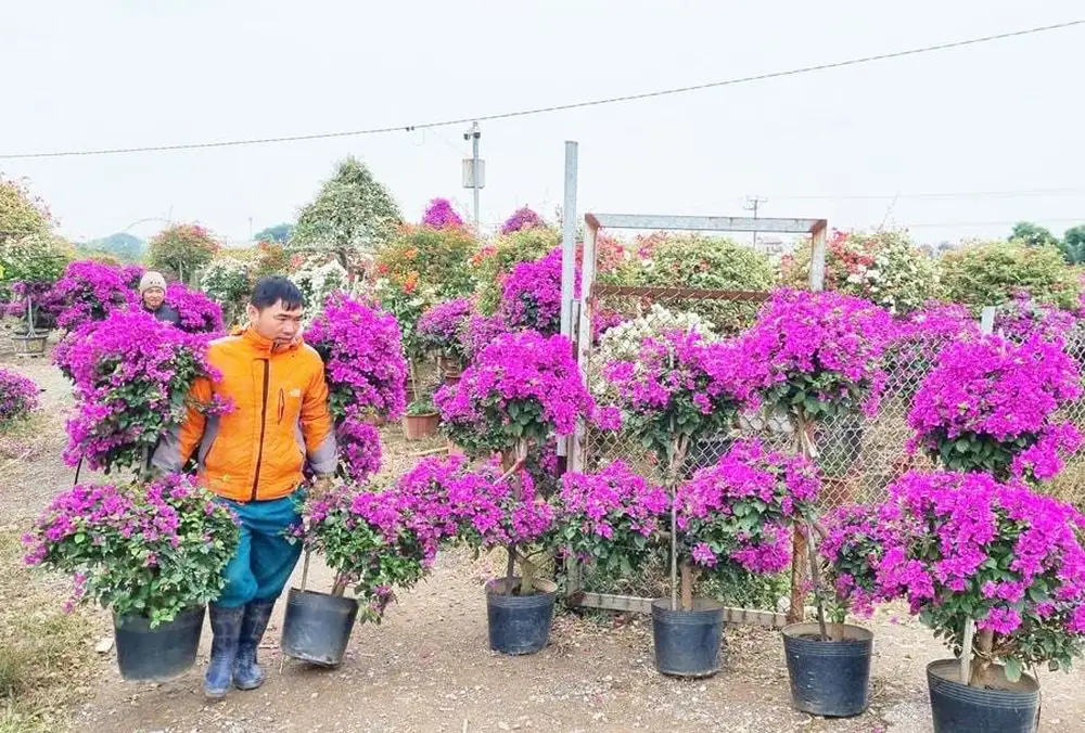 Những mô hình sản xuất nông nghiệp cho hiệu quả kinh tế cao ở Phù Đổng