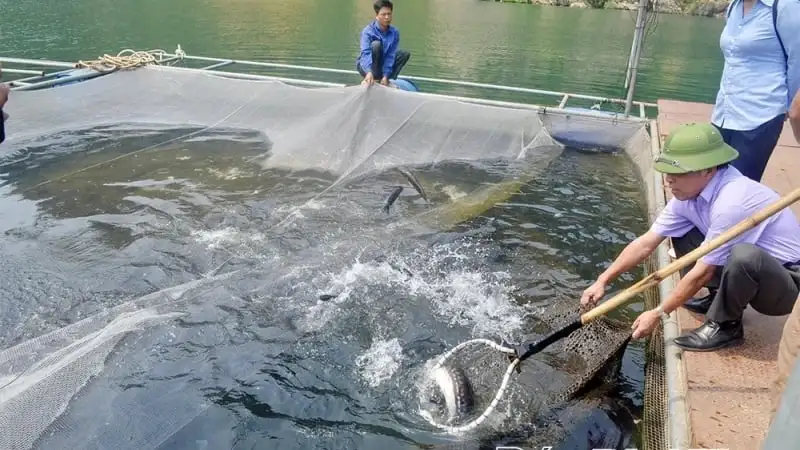 Những nông dân, hợp tác xã 4.0 ở Lào Cai, ngồi ở vườn mà đưa nông sản đi khắp mọi miền đất nước