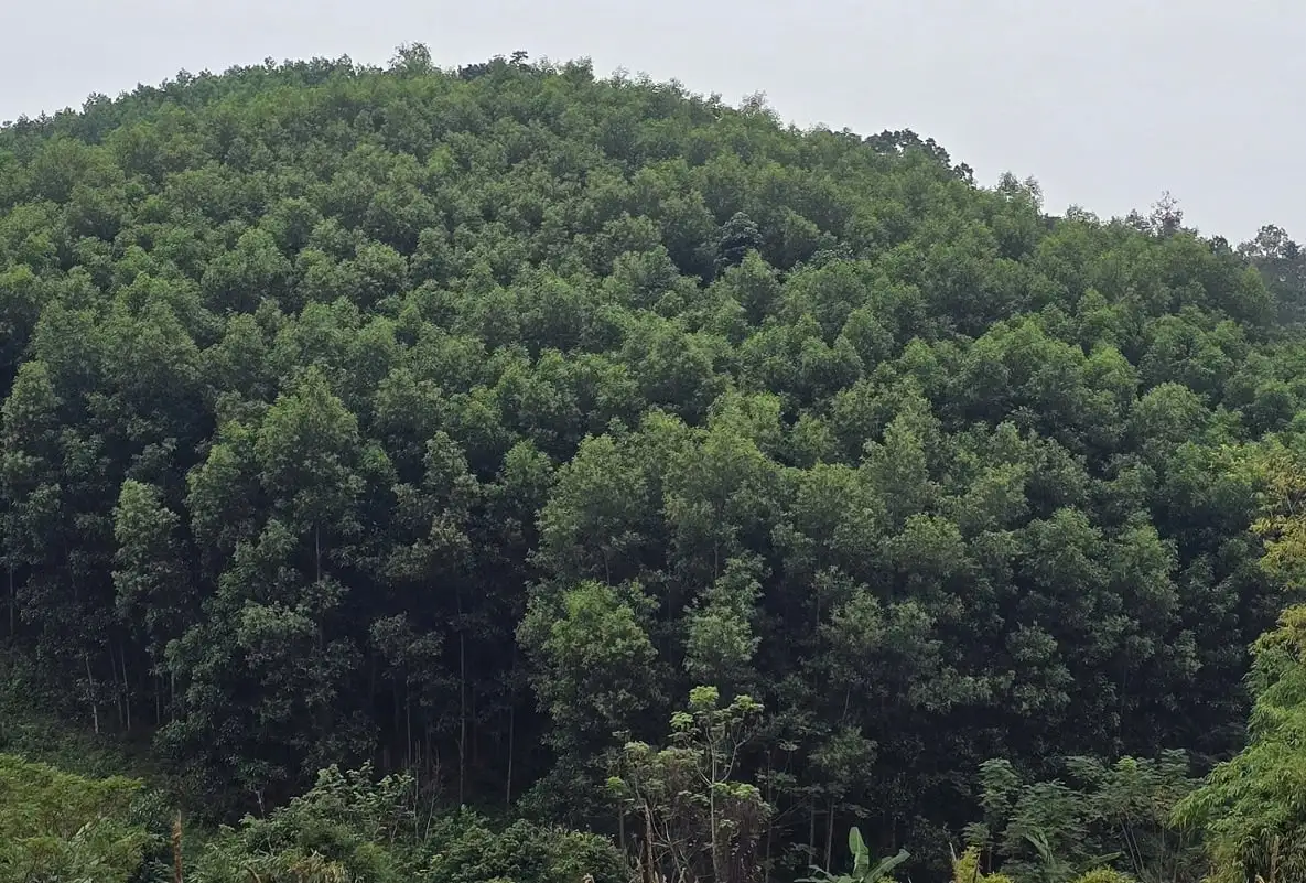 Nông – lâm nghiệp: Động lực giảm nghèo ở Thụy Hùng