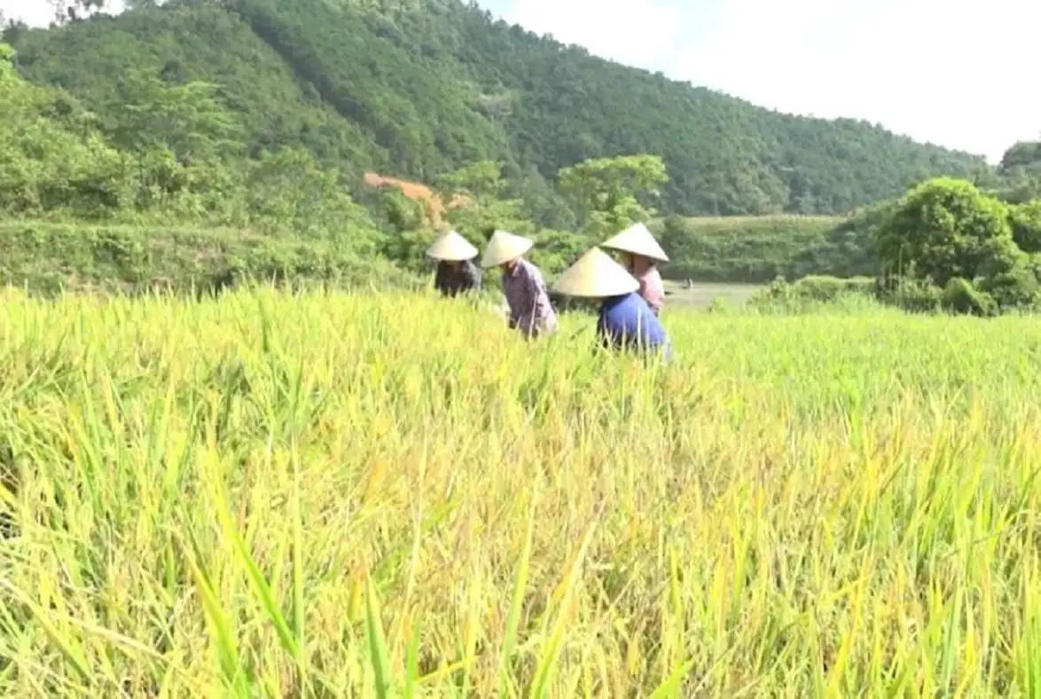 Nông – lâm nghiệp: Động lực giảm nghèo ở Thụy Hùng