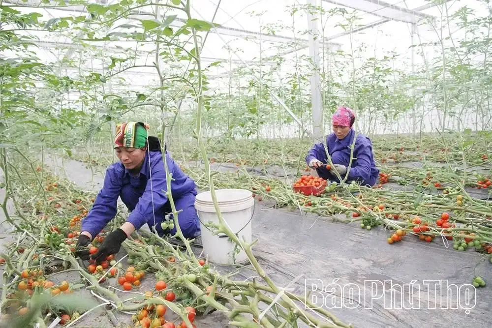 Nông nghiệp hữu cơ – Xu thế tất yếu của nông nghiệp hiện đại