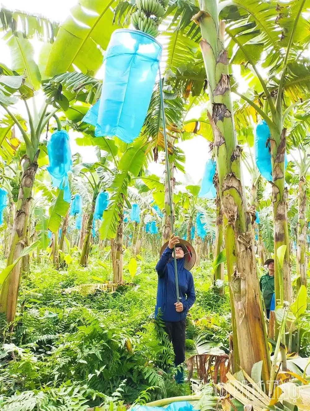 Nông nghiệp hữu cơ – Xu thế tất yếu của nông nghiệp hiện đại