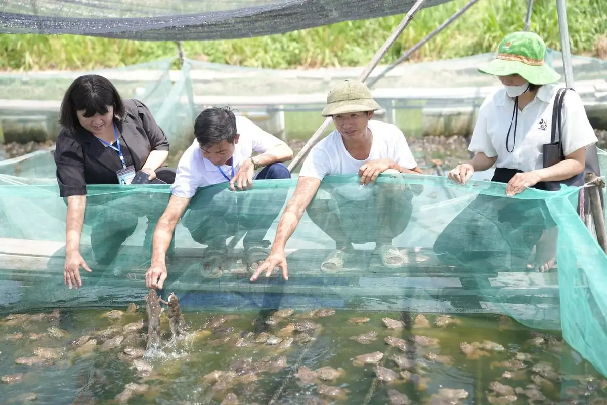 Nuôi ếch lồng cho hiệu quả kinh tế cao