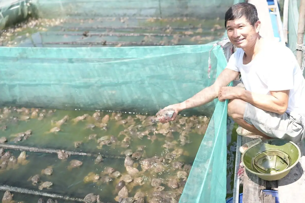 Nuôi ếch lồng cho hiệu quả kinh tế cao