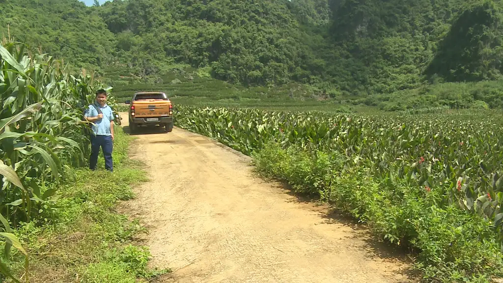 Phát triển cây dong riềng trở thành vùng nguyên liệu