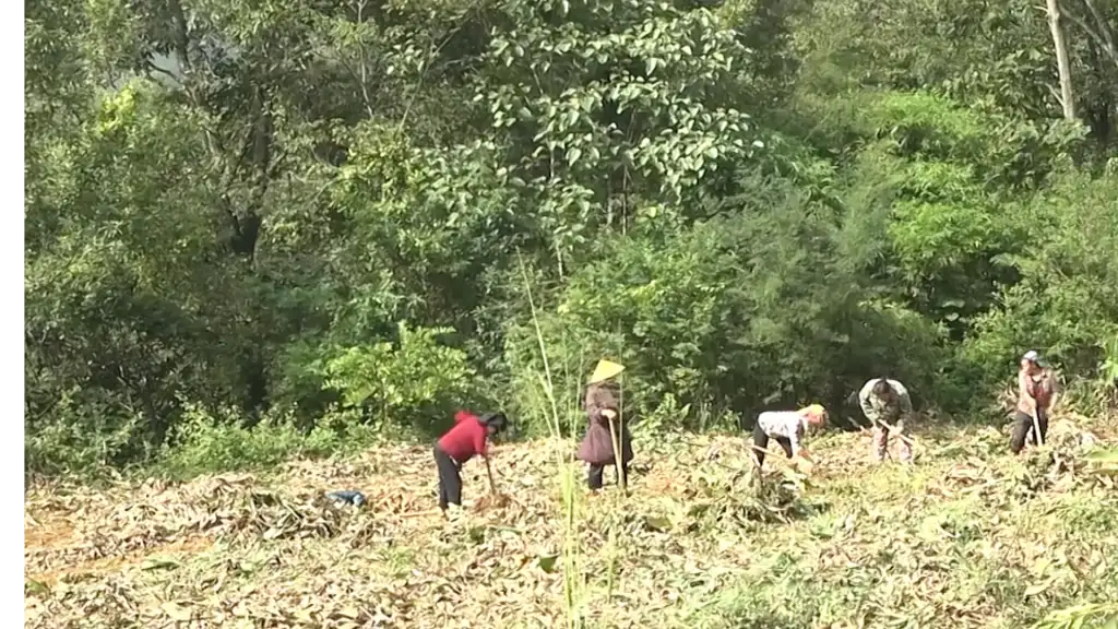 Phát triển cây dong riềng trở thành vùng nguyên liệu