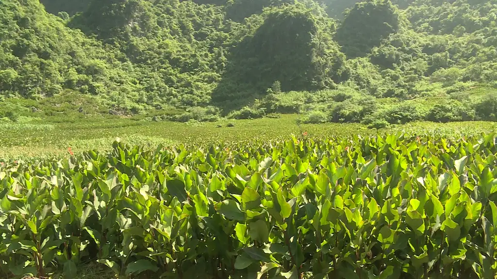 Phát triển cây dong riềng trở thành vùng nguyên liệu