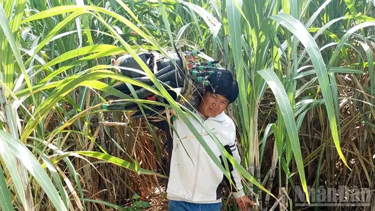 Phát triển nông nghiệp bền vững nhờ ứng dụng khoa học kỹ thuật tại Phú Túc