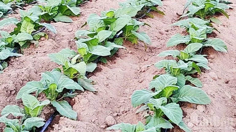 Phát triển nông nghiệp bền vững nhờ ứng dụng khoa học kỹ thuật tại Phú Túc