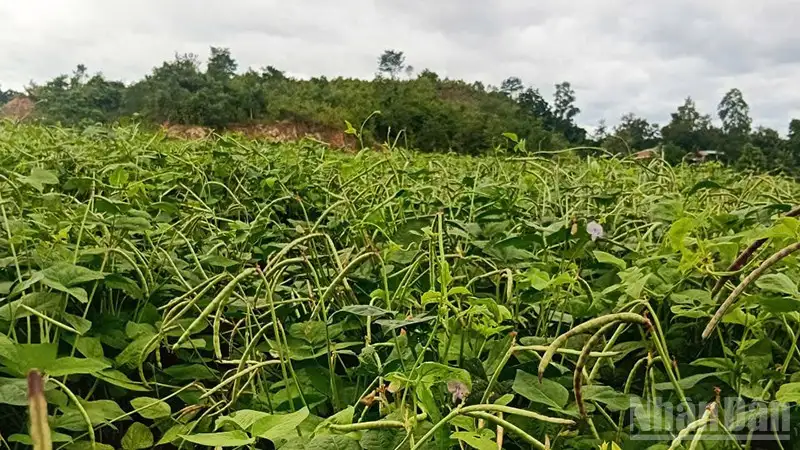 Phát triển nông nghiệp bền vững nhờ ứng dụng khoa học kỹ thuật tại Phú Túc