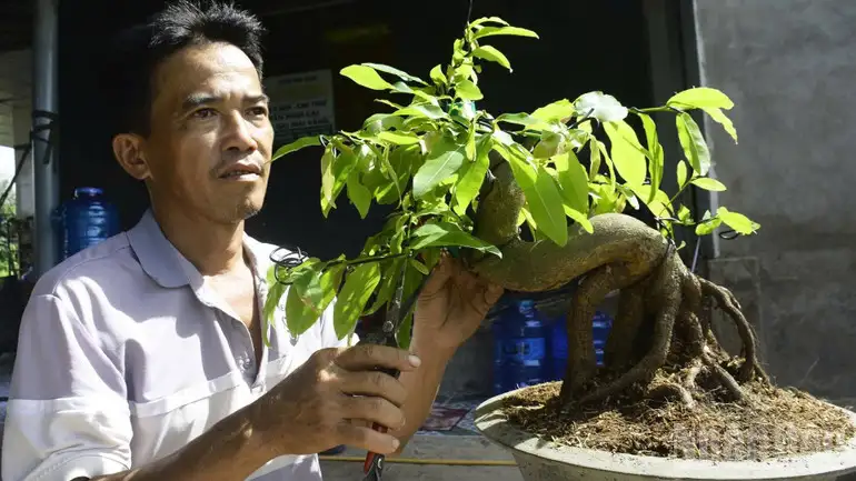 Phát triển sản phẩm OCOP từ cây mai vàng