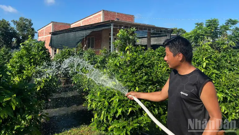 Phát triển sản phẩm OCOP từ cây mai vàng