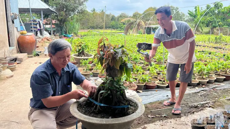 Phát triển sản phẩm OCOP từ cây mai vàng