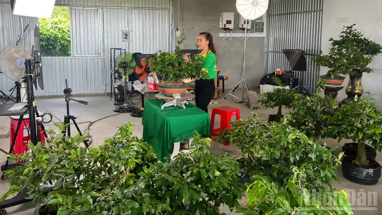 Phát triển sản phẩm OCOP từ cây mai vàng