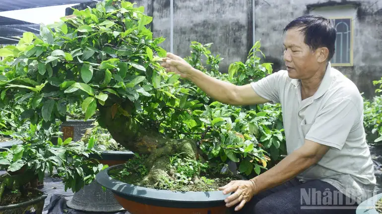 Phát triển sản phẩm OCOP từ cây mai vàng