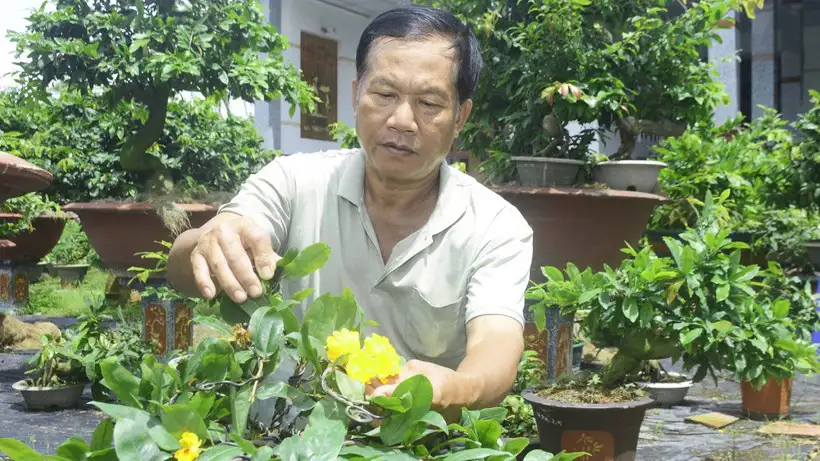 Phát triển sản phẩm OCOP từ cây mai vàng