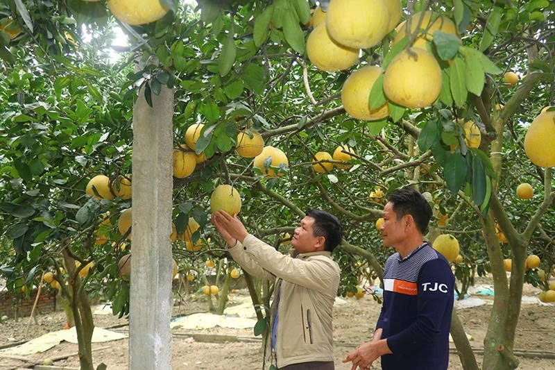 Phát triển sản phẩm OCOP từ những vùng chuyên canh