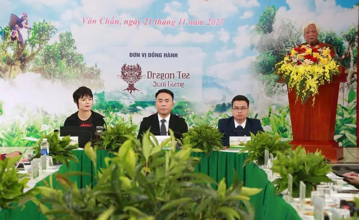 Phát triển trà shan tuyết Suối Giàng thành sản phẩm chủ lực địa phương