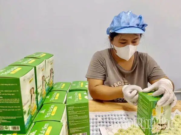 Phú Thọ: Phát triển kinh tế tập thể, tạo sinh kế bền vững