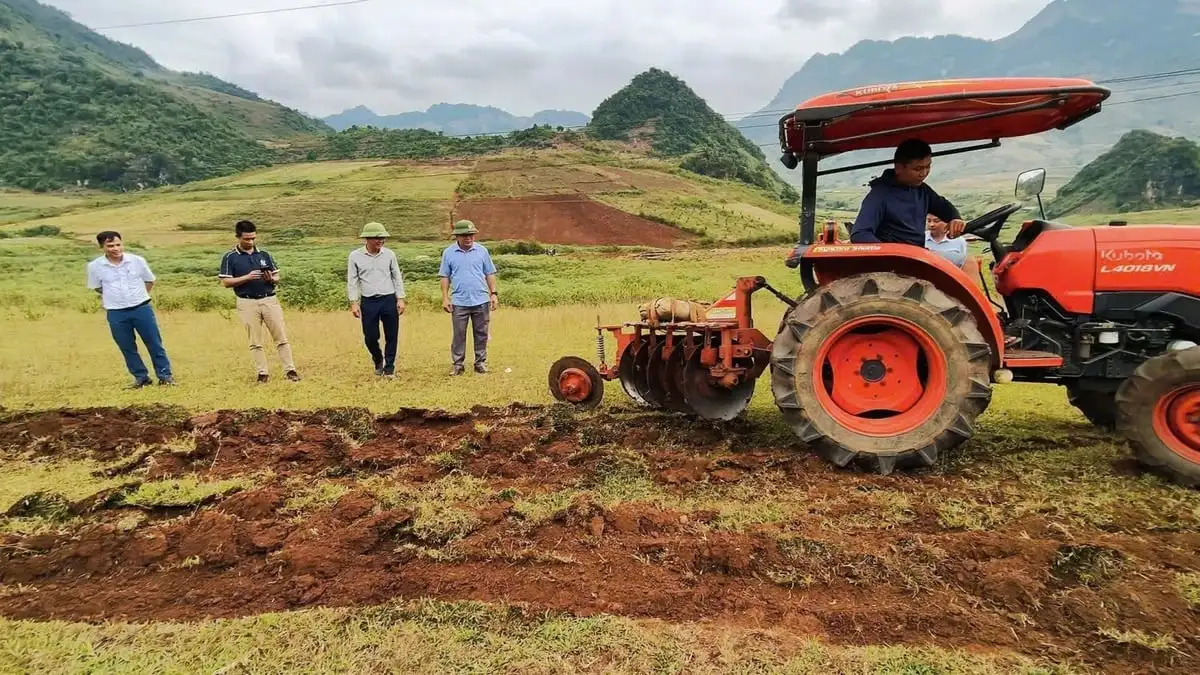 Pú Nhung liên kết trồng dứa, phát triển để giảm nghèo