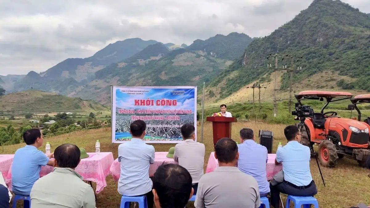 Pú Nhung liên kết trồng dứa, phát triển để giảm nghèo