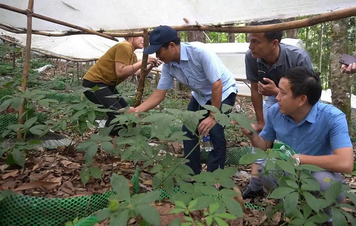 Quảng Ngãi đưa cây dược liệu thành sản phẩm chủ lực